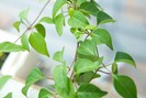 Loại cây có tên đọc 'méo cả mồm', giúp giải nhiệt, tiêu độc, trị dạ dày cực hiệu quả