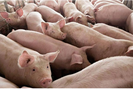 Giá lợn hơi chạm đáy thấp nhất năm, chưa có dấu hiệu đảo chiều