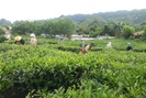 Lai Châu: Nhiều giải pháp xây dựng chi, tổ hội nông dân nghề nghiệp