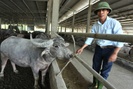 Trang trại nuôi trâu gần 20 tỷ của nông dân Hà Tĩnh
