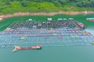 Mục sở thị trại cá lồng VietGAP lớn nhất lòng hồ Hòa Bình
