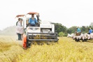 Đề án 1 triệu ha lúa chất lượng cao: Đầu tư 40.000 tỷ đồng, nông dân được vay vốn không cần thế chấp