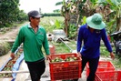 Cam sành tăng giá 10.000 đồng/kg, nông dân miền Tây "nín thở" chờ