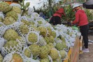 Loại quả trồng chân núi Bà Đen ở Tây Ninh, cắn một miếng ngon ngay, gặp lúc giá kỷ lục, dân thắng lớn