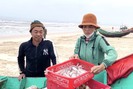Clip ngư dân Quảng Bình được mùa cá khoai, lãi lớn