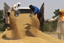 Chính phủ Ấn Độ cân nhắc gia hạn lệnh cấm xuất khẩu lúa mỳ