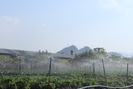 Sơn La: Phát triển nông nghiệp công nghệ cao bền vững