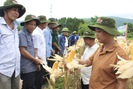Quảng Bình: Nông dân thăm đồng, đánh giá bất ngờ với giống ngô, giống lúa này