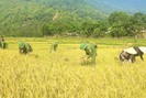 Những người lính biên giới nóng lòng giúp dân Mày thu hoạch lúa 