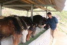  Một nông dân Lào Cai giàu lên nhờ nuôi ngựa theo hướng hàng hóa 