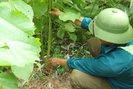 Cây gai xanh: Giúp đồng bào dân tộc thiểu số Sơn La  chuyển đổi cây trồng hiệu quả
