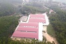 7.700m2 đất rừng thành trang trại nuôi lợn ở Vĩnh Phúc: Không tự tháo dỡ, sau 31/8 sẽ tiến hành cưỡng chế?