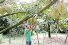 Phát triển 'nóng" các loại nông sản ở Tây Nguyên: Đâu là giải pháp? 