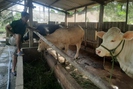 Giá bò thương phẩm tại Tiền Giang, Bến Tre giảm mạnh, nông dân khốn khổ, không có lãi