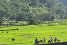 Nông dân huyện Phong Thổ hối hả sản xuất vụ mùa