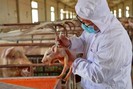 Đề xuất tiêm vaccine dịch tả lợn châu Phi nội tại các địa phương