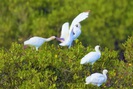 Xem chim cò, cây cối hoang dã ở Vườn quốc gia Xuân Thủy -Ramsar đầu tiên của Đông Nam Á