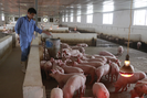 Chăn nuôi tuần hoàn giúp người nuôi lợn ở Hà Nội tăng hiệu quả kinh tế 15 - 20%