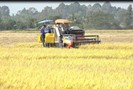 Giá gạo xuất khẩu Thái Lan, Việt Nam tăng mạnh; chỉ 1 tuần giá lúa đã tăng 1.000 đồng/kg