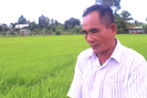 Nông dân ĐBSCL bán lúa non trước "bão" giá gạo tăng: Lúa mới cấy được 1 tháng, đã có "cò" đến cọc tiền cả ruộng