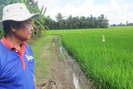 Nông dân ĐBSCL bán lúa non trước "bão" giá gạo: Tranh nhau đến ruộng đặt cọc, doanh nghiệp chấp nhận lỗ để mua (Bài 2)