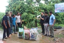 Phân bón Sông Lam Tây Bắc: Nâng cao năng xuất, chất lượng cây ăn quả