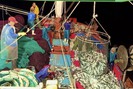 Trúng luồng cá nục, ngư dân Quảng Bình cứ ra khơi là thu tiền tỷ, có tàu 1 chuyến thu 2,5 tỷ đồng