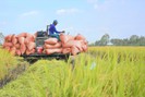 GS Võ Tòng Xuân: Tăng thêm vụ 3, Việt Nam đủ gạo xuất khẩu, giá lúa của nông dân có thể lên 10.000 đồng/kg