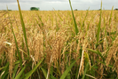 Gạo Ấn Độ và Thái Lan giảm, giá gạo Việt Nam vẫn tăng tiếp