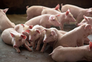 Thị trường ảm đạm, không còn địa phương nào giữ được giá lợn hơi 60.000 đồng/kg