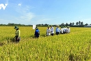Giá lúa vụ Hè Thu ở Tiền Giang tăng gần 2.000 đồng/kg, nông dân phấn khởi thu hoạch