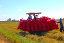Ấn Độ, Myanmar liên tiếp có động thái 'siết' xuất khẩu gạo, giá gạo Việt Nam phá vỡ mọi kỷ lục trong 10 năm
