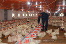 TS. Phạm Công Thiếu- Viện trưởng Viện Chăn nuôi Quốc gia: KHCN giúp giảm giá thành chăn nuôi gà công nghiệp còn dưới 1 USD/kg