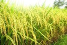 Xuất khẩu gạo 8 tháng đã thu về hơn 3 tỷ USD, giá gạo xuất khẩu tiếp tục 'neo' đỉnh