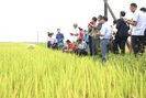 Quảng Bình: Nông dân thăm đồng, ngỡ ngàng với chất lượng, năng suất cao của giống lúa mới này