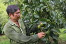 Lão nông Sơn La làm giàu từ trồng đủ các cây ăn quả trong vườn
