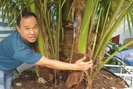 Siêu lạ cây dừa "sinh 9" ở Bến Tre đã 5 năm tuổi, trả 100 triệu đồng nhưng chủ nhân không bán