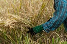 Đứng trước nỗi lo nguồn cung, giá gạo ở châu Á tăng cao nhất 15 năm