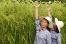 Lúa lai ‘khổng lồ’ của Trung Quốc sẽ trở thành nhân tố đảm bảo an ninh lương thực toàn cầu?