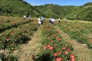 Một huyện của tỉnh Thừa Thiên - Huế tham vọng trồng 360ha đủ loại cây thuốc quý, hiếm