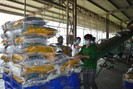 Giá gạo giảm mạnh hơn so với giá lúa
