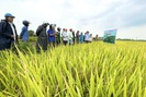 Quảng Bình: Nghỉ lễ, nông dân vẫn ra thăm đồng và đánh giá cao năng suất, chất lượng giống lúa mới này