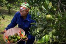 Cao Phong đang sốt với loại quả vỏ mỏng, tép vàng, không hạt; có thể dùng tay bóc vỏ ăn trực tiếp 