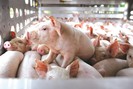 Kinh tế nông nghiệp: Vừa tăng vay nợ, BaF Việt Nam tiếp tục muốn huy động 684 tỷ đồng để nuôi lợn hay làm gì?