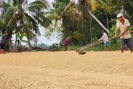 Toàn cầu đổ xô đến Việt Nam mua lương thực, Cục Trồng trọt lên kế hoạch gieo trồng 7,1 triệu ha lúa
