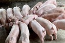 Giá lợn hơi biến động ở nhiều tỉnh, dự báo "nóng" về sản lượng thịt lợn của Việt Nam