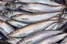4 loại cá biển ngon nhất, giàu đạm và omega 3, axit béo lành mạnh mà cơ thể không tự sản xuất ra được