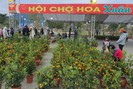 Chợ hoa Xuân thành phố Sơn La hút khách ngày đầu khai mạc