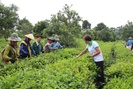 Chè Trọng Nguyên "thăng hoa" nhờ chuyển đổi số