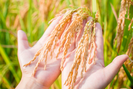 Thương lái lấy lúa khai trương đầu năm, thị trường lúa gạo nhộn nhịp